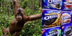 Producătorul biscuiților Oreo, vizat de Greenpeace pentru salvarea urangutanilor