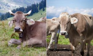 Elveţienii au decis: Fermierii care lasă coarnele animalelor să crească nu vor primi subvenţii
