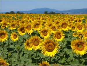 România a devenit al doilea cel mai mare importator de semințe de floarea-soarelui din UE